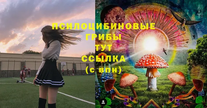 Псилоцибиновые грибы Cubensis  Балашов 